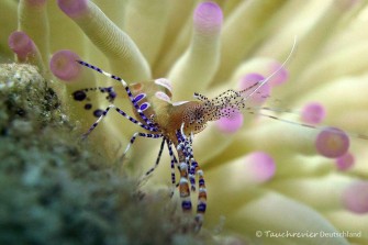 2015_Curacao_PICT0935