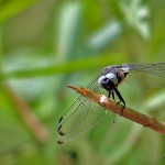 Großlibelle, Deutschland