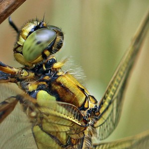 Großlibelle