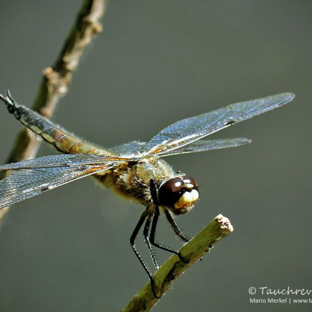 Großlibelle Archive Tauchrevier Deutschland