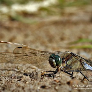 Großlibelle