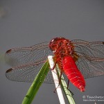 Feuerlibelle (Crocothemis erythraea)