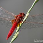 Feuerlibelle (Crocothemis erythraea)