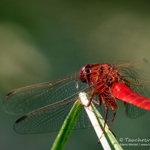 Feuerlibelle (Crocothemis erythraea)