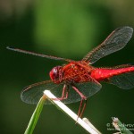 Feuerlibelle (Crocothemis erythraea)