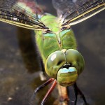 Großlibelle, Deutschland