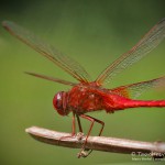 Feuerlibelle (Crocothemis erythraea)