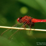 Feuerlibelle (Crocothemis erythraea)