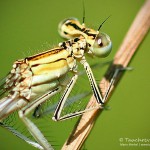 Kleinlibelle, Deutschland