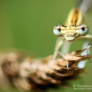 Kleinlibellen