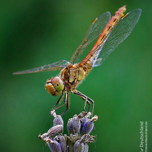 Großlibelle