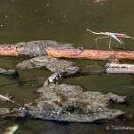 Ringelnatter und Stabwanze