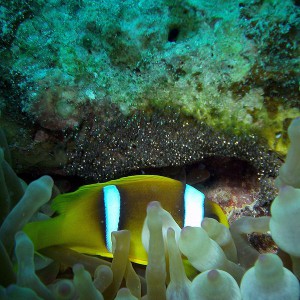 Anemonenfisch, clown fish