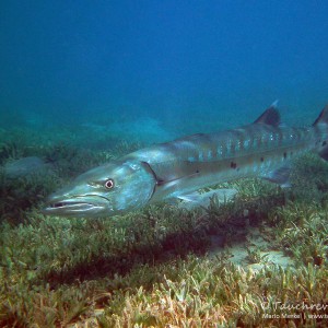 Barrakuda, barracuda