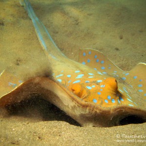 Blaupunktrochen, bluespotted ray