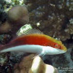 Büschelbarsch, hawkfish, Tauchen in Safaga, Tauchen in Ägypten, Tauchen im Roten Meer