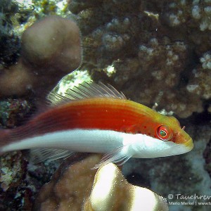 Büschelbarsch, hawkfish