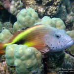 Büschelbarsch, hawkfish, Tauchen in Safaga, Tauchen in Ägypten, Tauchen im Roten Meer