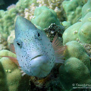 Büschelbarsch, hawkfish