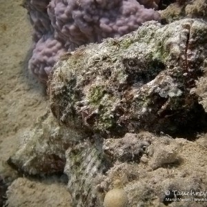 Drachenkopf, scorpion fish