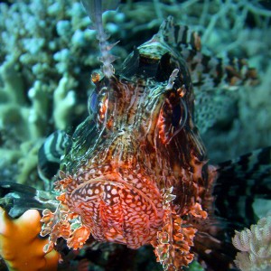 Rotfeuerfisch, lion fish