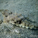 Flügelrossfisch, sea moth, Tauchen in Safaga, Tauchen in Ägypten, Tauchen im Roten Meer