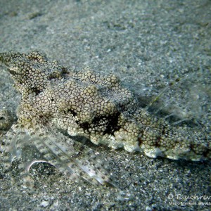 Flügelrossfisch, sea moth