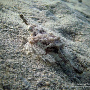 Flügelrossfisch, sea moth