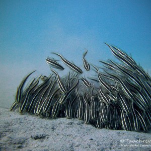 Korallenwels, eel catfish