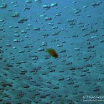 Glasfische, glas fish, Tauchen in Safaga, Tauchen in Ägypten, Tauchen im Roten Meer