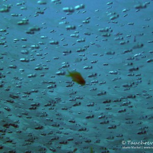 Glasfische, glas fish