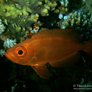 Grossaugenbarsch, common bigeye