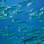 Grossmaulmakrele, indian mackerel, Tauchen in Safaga, Tauchen in Ägypten, Tauchen im Roten Meer