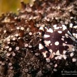 Seegurken-Schwimmkrabbe, sea cucumber swimming crab, Tauchen in Safaga, Tauchen in Ägypten, Tauchen im Roten Meer