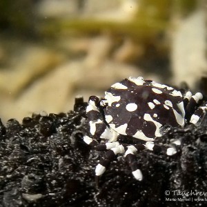Seegurken-Schwimmkrabbe, sea cucumber swimming crab