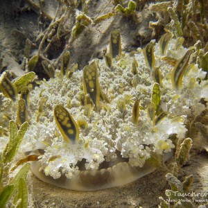 Mangrovenqualle, upsidedown jelly fish