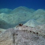 Pantherbutt, leopard flounder, Tauchen in Safaga, Tauchen in Ägypten, Tauchen im Roten Meer