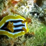 Pyjama Nacktschnecke, pyjama slug, Tauchen in Safaga, Tauchen in Ägypten, Tauchen im Roten Meer