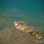 Eidechsenfisch, lizardfish, Tauchen in Safaga, Tauchen in Ägypten, Tauchen im Roten Meer