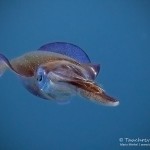 Riffkalmar, reef squid, Tauchen in Safaga, Tauchen in Ägypten, Tauchen im Roten Meer