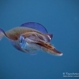 Riffkalmar, reef squid
