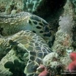 Schildkröte, sea turtle, Tauchen in Safaga, Tauchen in Ägypten, Tauchen im Roten Meer