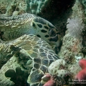 Schildkröte, sea turtle