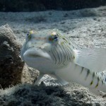 Schwanzfleck-Sandbarsch, speckled sandperch, Tauchen in Safaga, Tauchen in Ägypten, Tauchen im Roten Meer