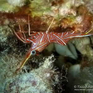 Tanzgarnele, Dancing Shrimp