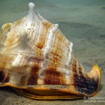 große Schnecke, Tauchen in Safaga, Tauchen in Ägypten, Tauchen im Roten Meer