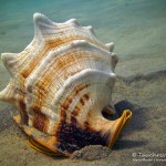 Große Schnecke, Tauchen in Safaga, Tauchen in Ägypten, Tauchen im Roten Meer