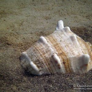 Große Schnecke