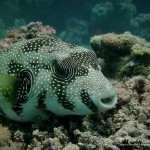 Weissfleck-Kugelfisch, white spotted Puffer, Tauchen in Safaga, Tauchen in Ägypten, Tauchen im Roten Meer