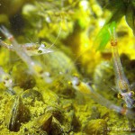 Süßwassergarnelen, Schwebegarnele, Schwebgarnele, Glasgarnele (Mysida), Tauchen im Kalksee, Tauchen in Brandenburg